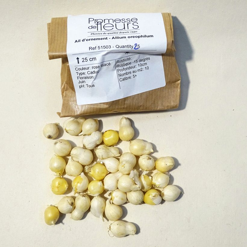 Exemple de spécimen de Ail d'ornement - Allium oreophilum Bulbe tel que livré