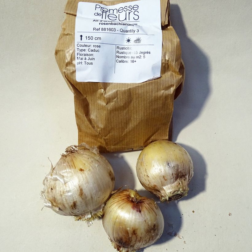 Exemple de spécimen de Ail d'ornement - Allium rosenbachianum Bulbe tel que livré