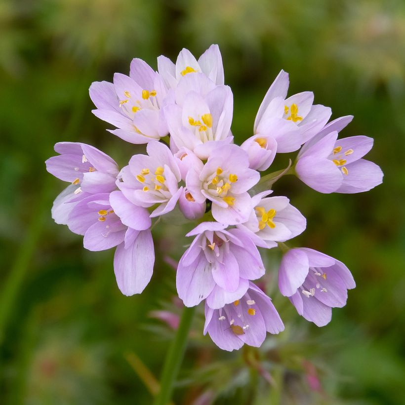 Ail d'ornement - Allium roseum (Floraison)
