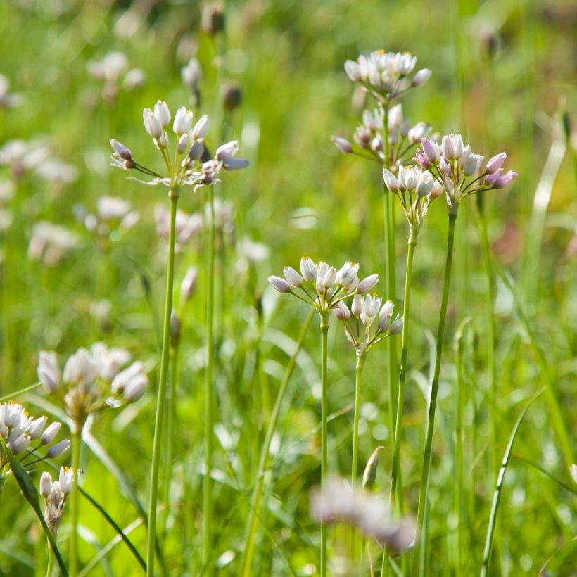 Ail d'ornement - Allium roseum (Port)