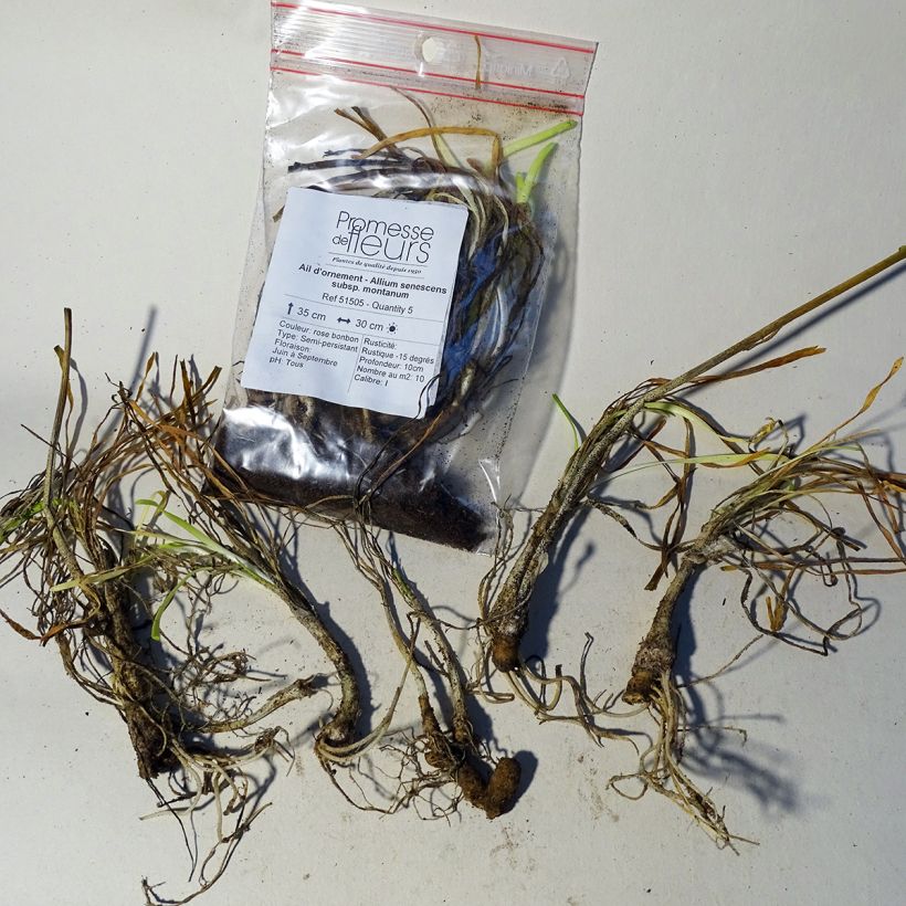 Exemple de spécimen de Ail d'ornement - Allium senescens subsp. montanum tel que livré