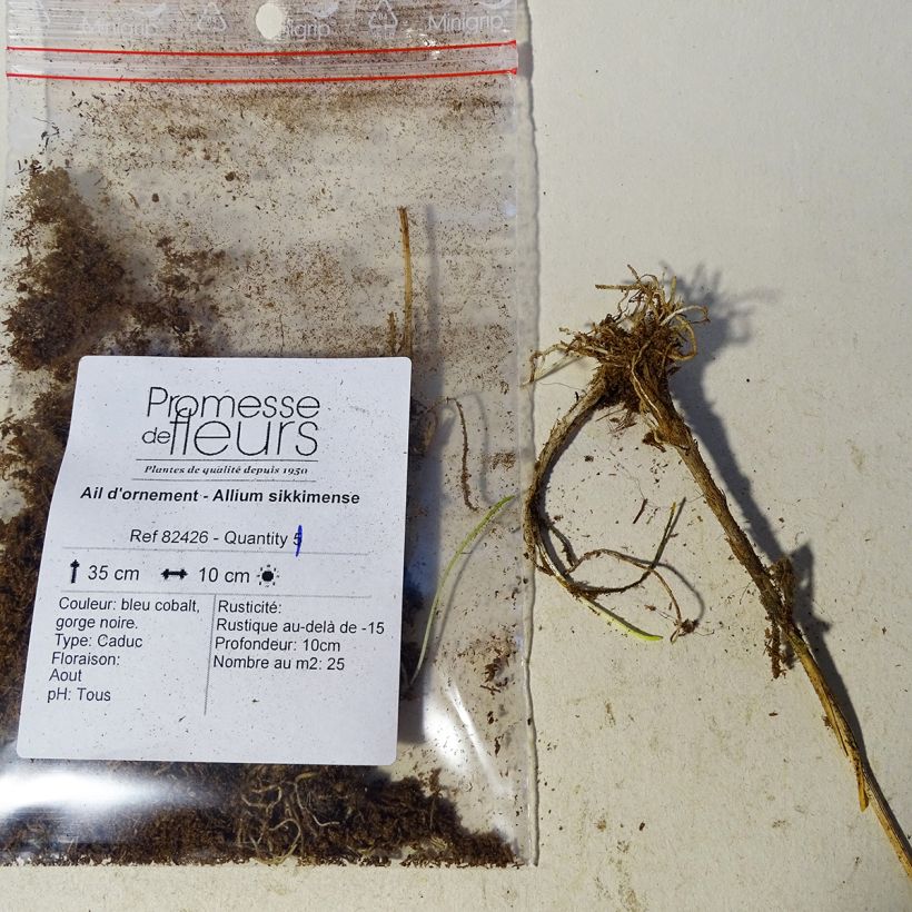 Exemple de spécimen de Ail d'ornement - Allium sikkimense tel que livré