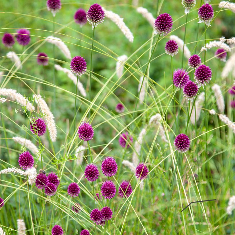 Ail d'ornement - Allium sphaerocephalon (Port)