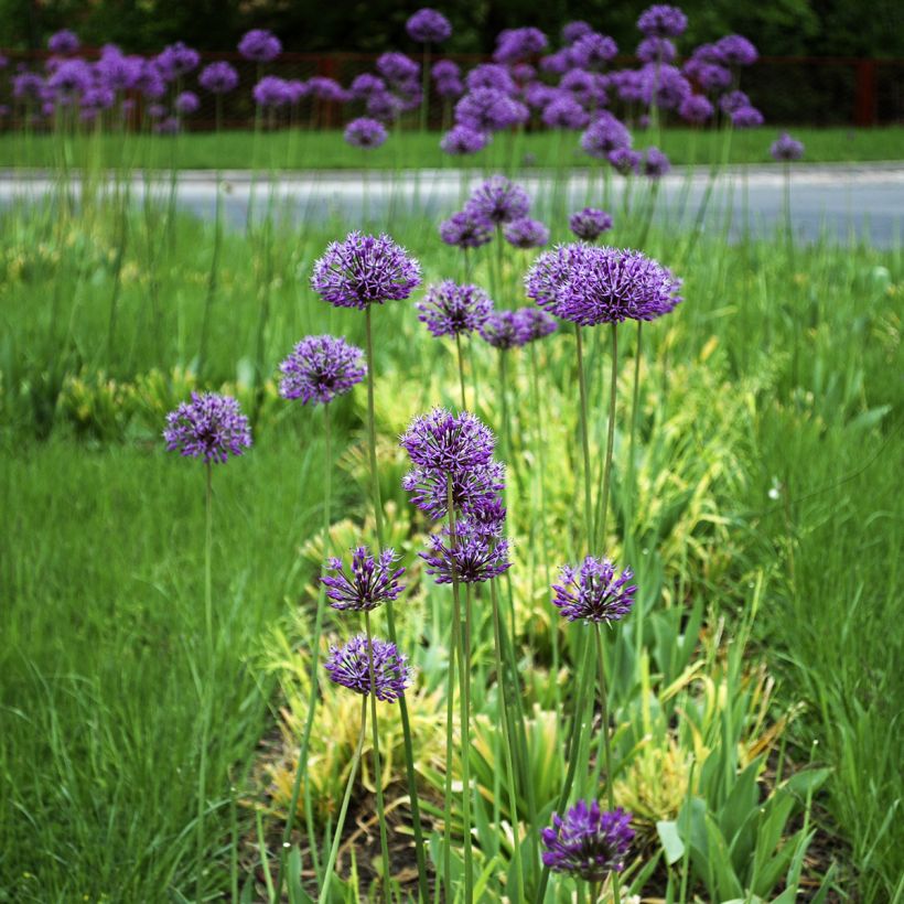 Ail d'ornement - Allium stipitatum Violet Beauty (Port)