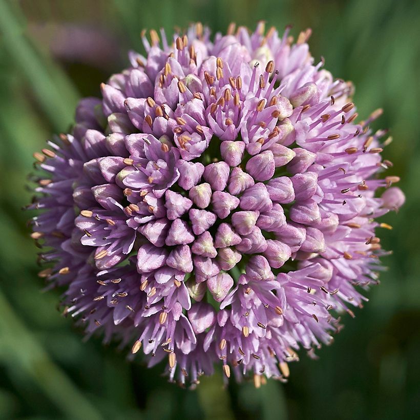 Ail d'ornement - Allium senescens Avatar (Floraison)