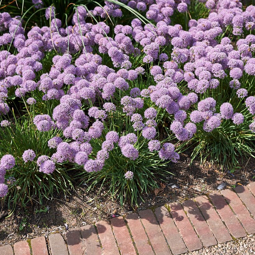 Ail d'ornement - Allium senescens Avatar (Port)