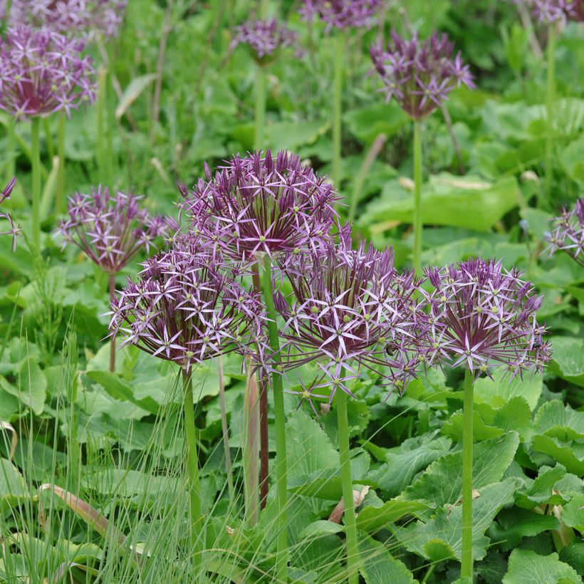 Ail d'ornement Etoile de Perse - Allium christophii ou albopilosum (Port)