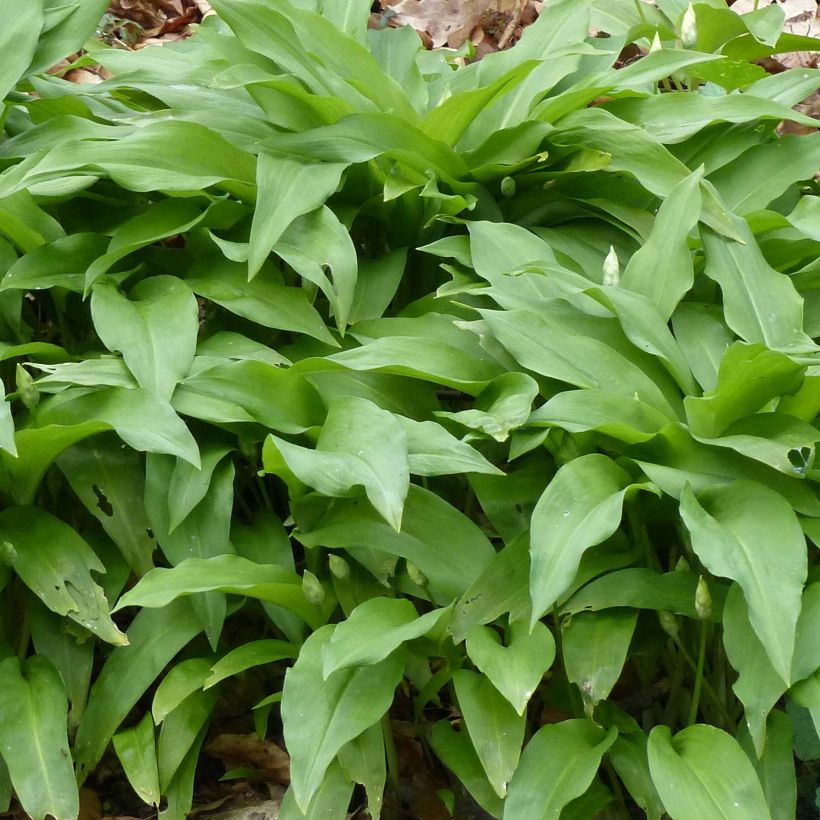 Ail des Ours - Allium ursinum (Feuillage)