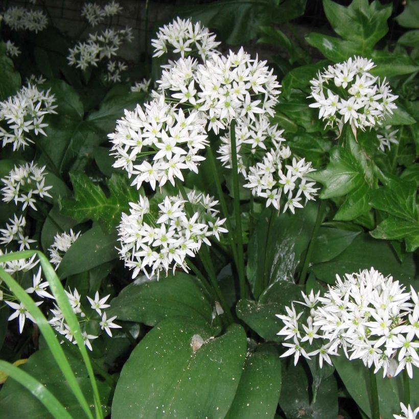 Ail des Ours - Allium ursinum (Floraison)