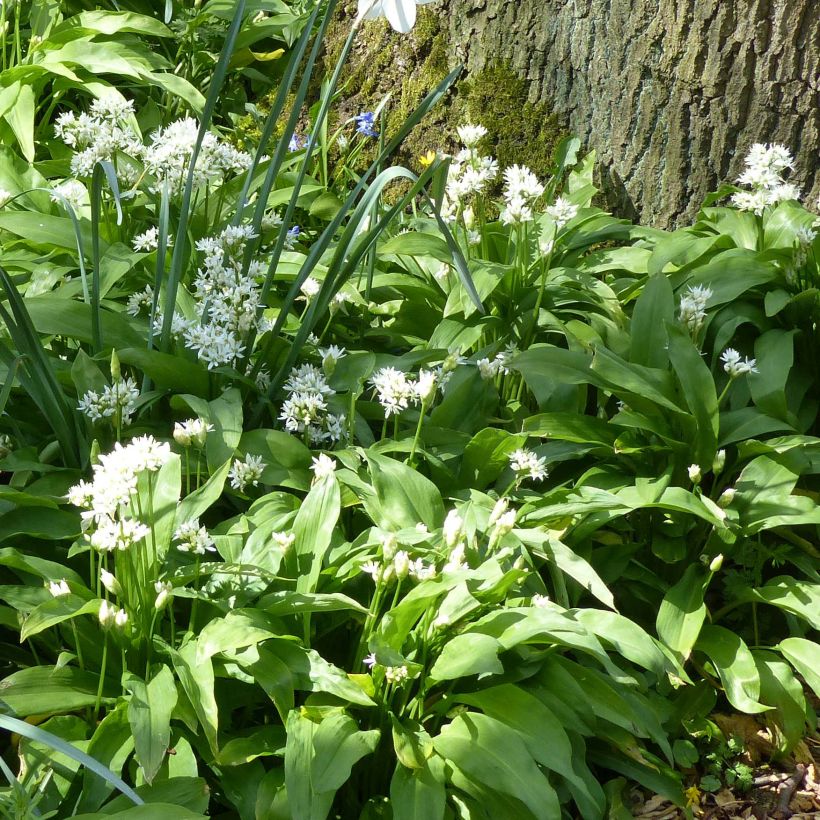 Ail des Ours - Allium ursinum (Port)