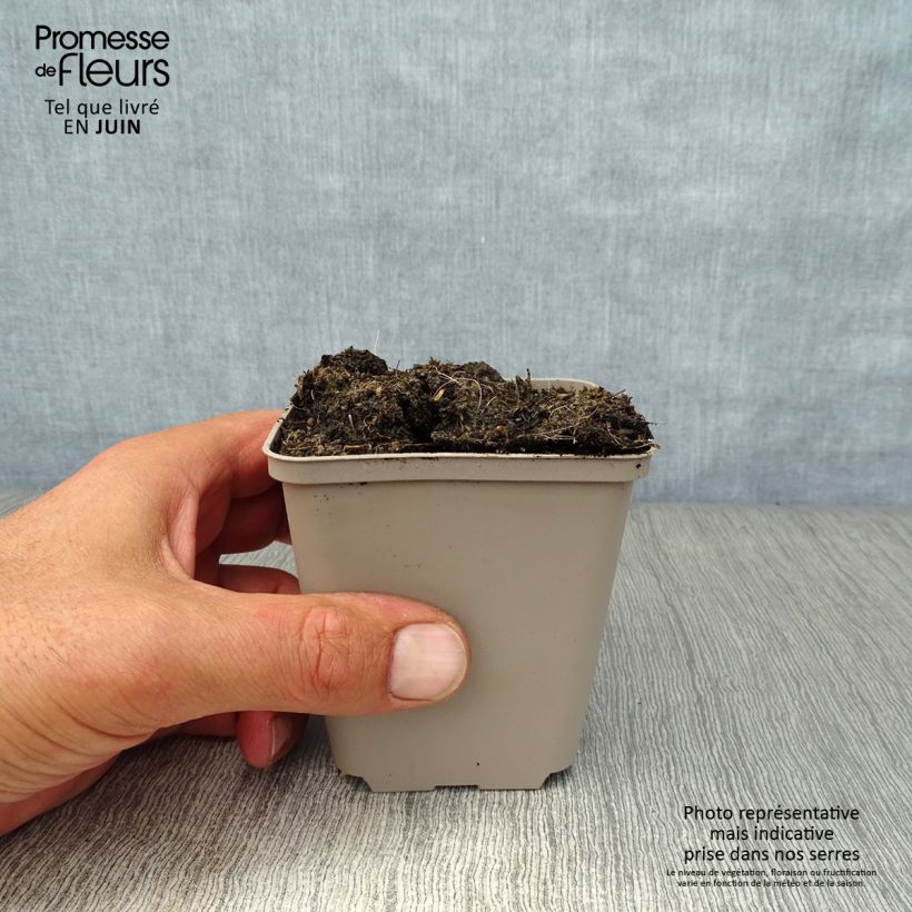 Spécimen de Ail des Ours - Allium ursinum Godet de 7/8 cm tel que livré en été