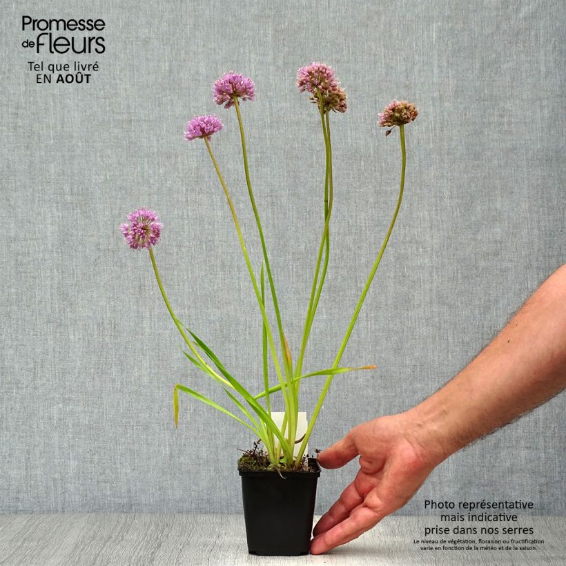 Spécimen de Ail d'ornement - Allium Millenium Godet de 8/9 cm tel que livré en été