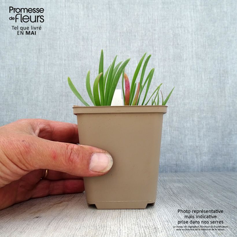 Spécimen de Ail d'ornement - Allium Serendipity Godet de 8/9 cm tel que livré au printemps