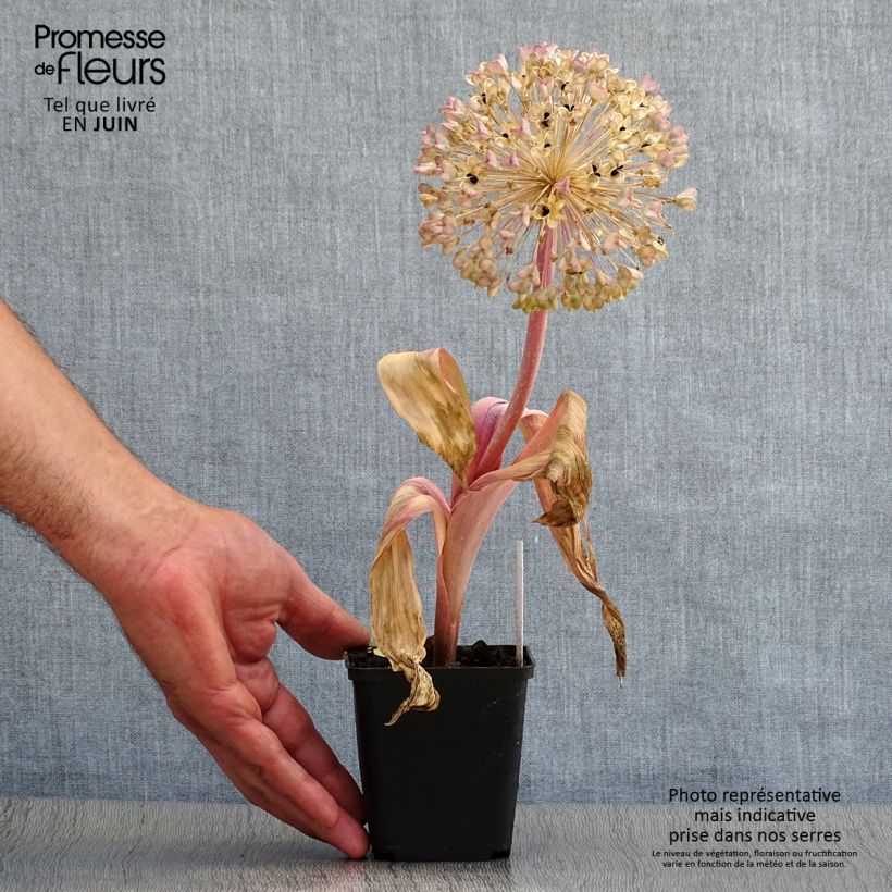 Spécimen de Allium karataviense - Ail d'ornement du Turkestan Pot de 12 cm / 13 cm tel que livré en été
