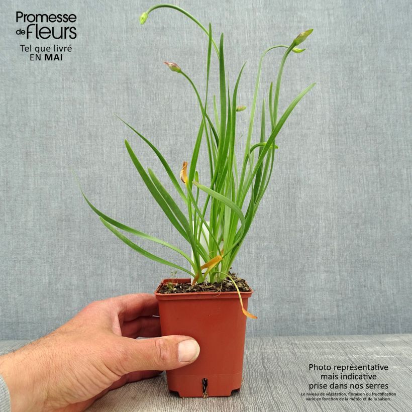 Spécimen de Ail d'ornement - Allium senescens Avatar Godet de 7/8 cm tel que livré au printemps