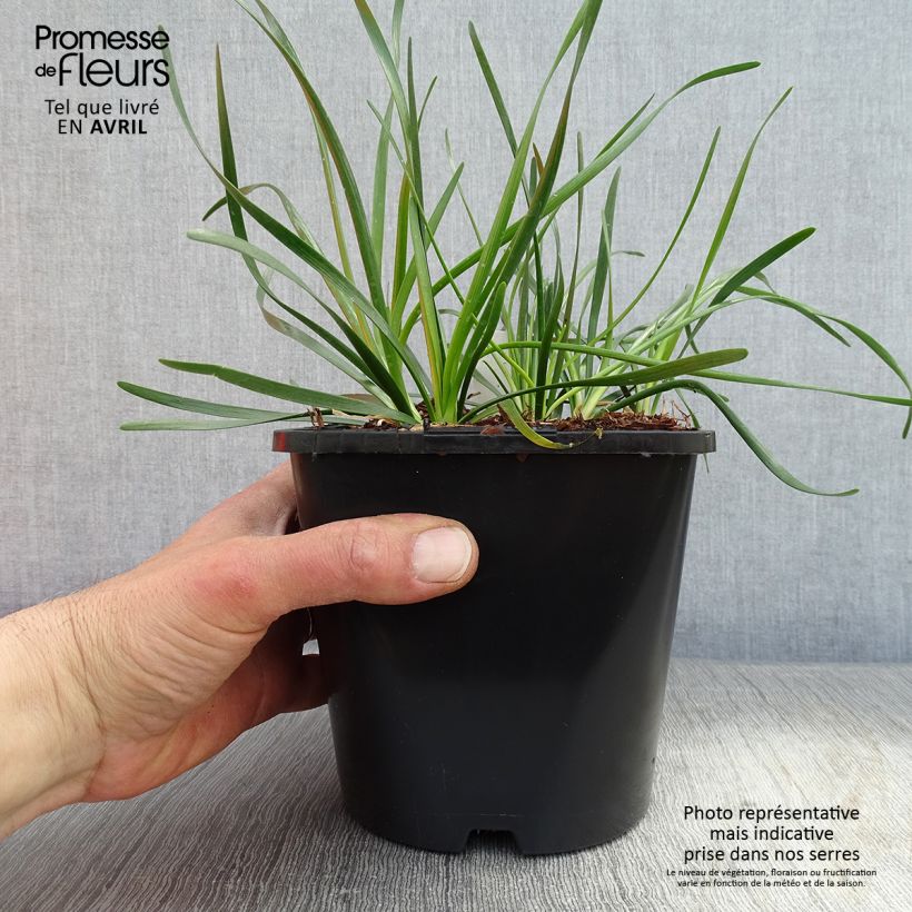 Spécimen de Ail d'ornement - Allium senescens Lisa Green - Pot de 2L/3L tel que livré au printemps