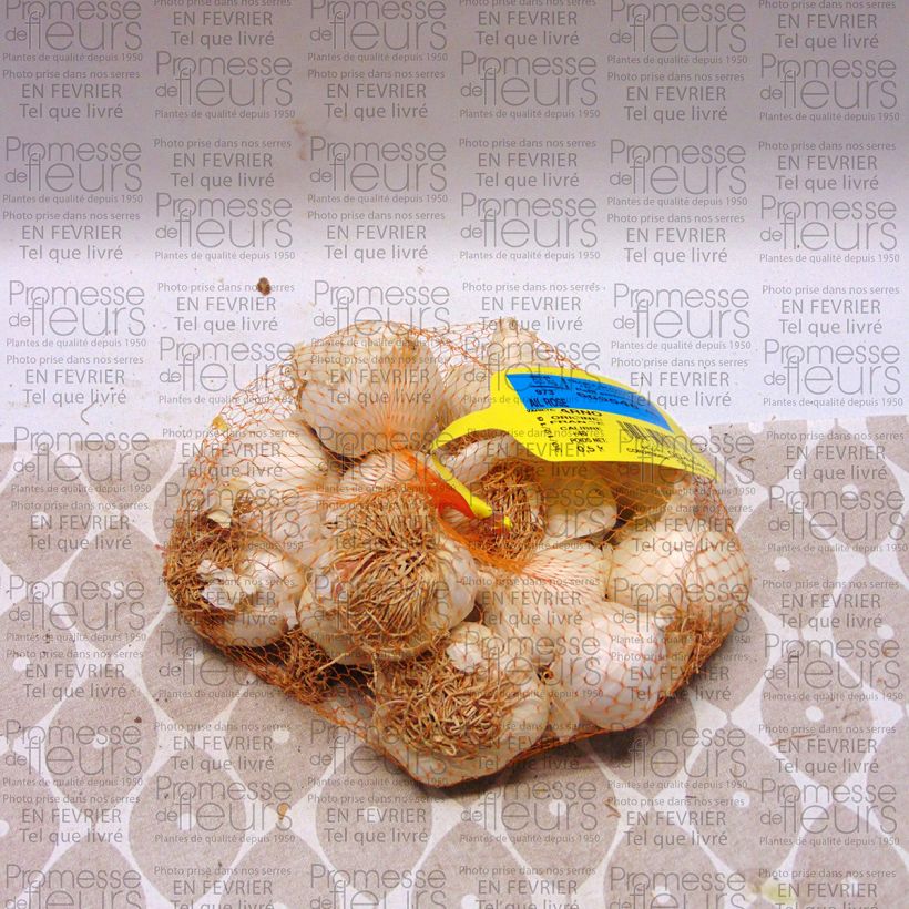 Exemple de spécimen de Ail rose Arno - Allium sativum Sac de 250g tel que livré