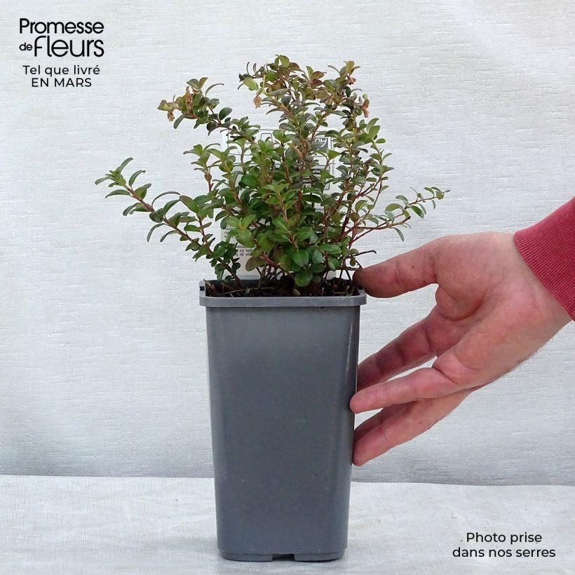 Spécimen de Airelle rouge Bio - Vaccinium vitis idaea Pot de 1L/1,5L tel que livré au printemps