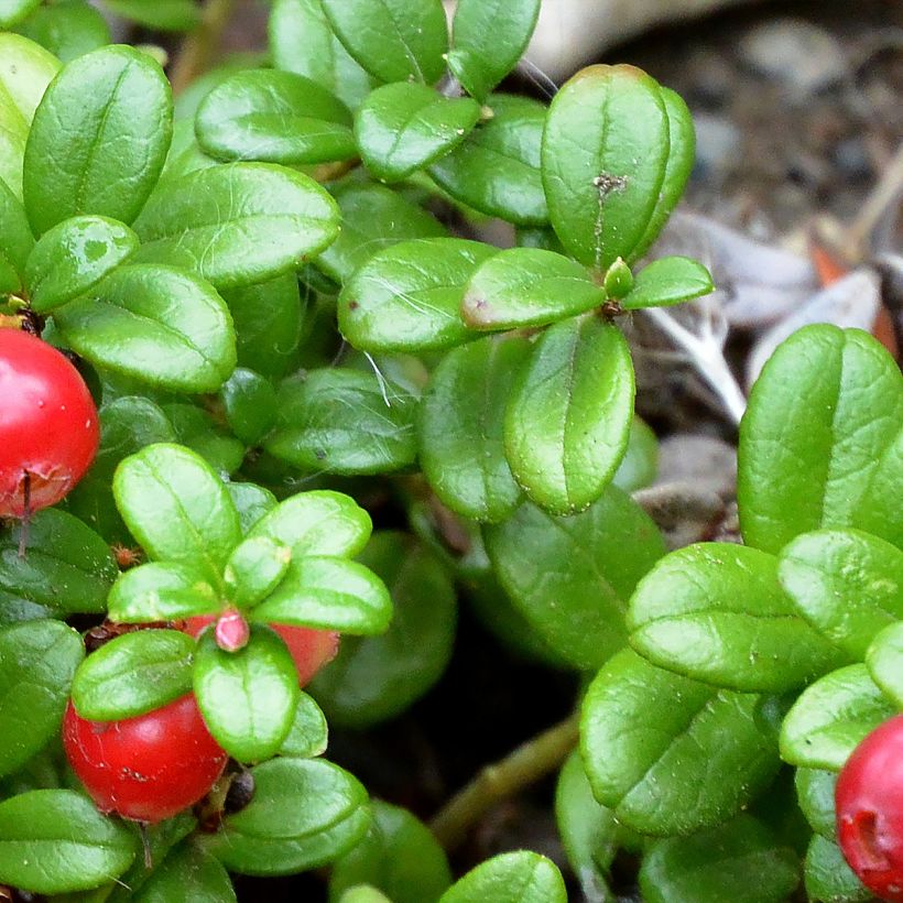 Airelle rouge Red Pearl - Vaccinium vitis-idaea (Feuillage)