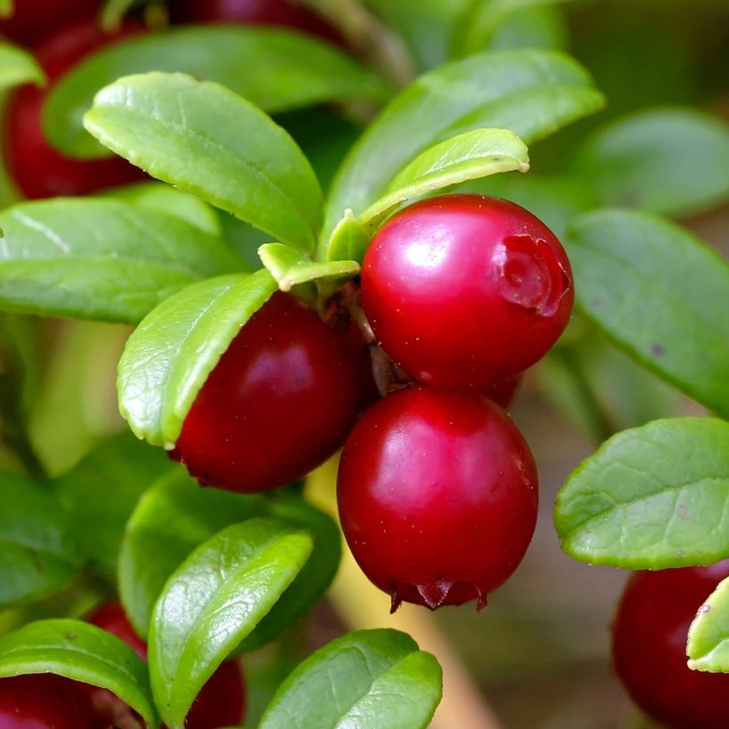 Airelle rouge Red Pearl - Vaccinium vitis-idaea (Récolte)