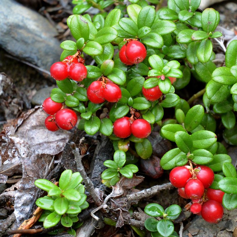 Airelle rouge Red Pearl - Vaccinium vitis-idaea (Port)