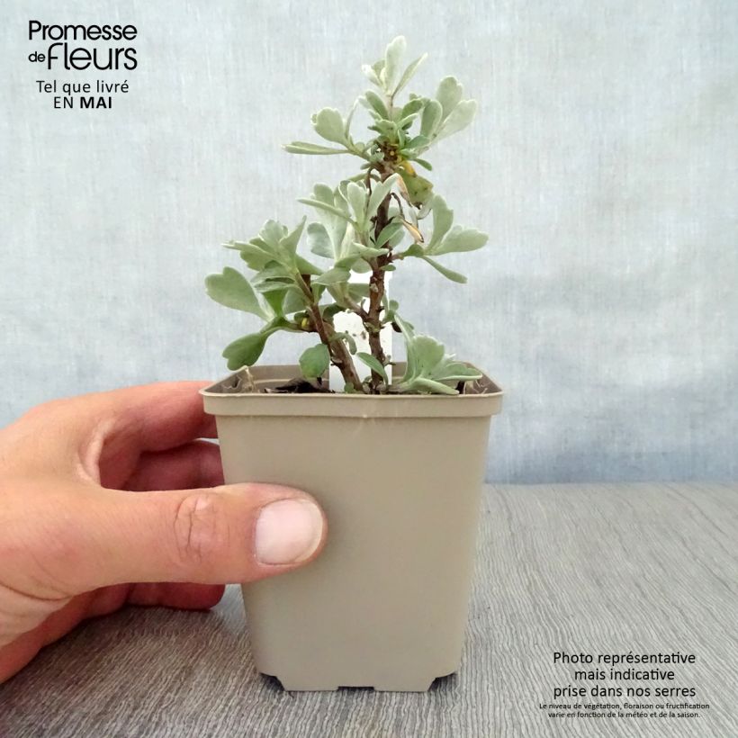 Spécimen de Ajania pacifica Gold and Silver - Chrysanthème du Pacifique Godet de 9cm tel que livré au printemps