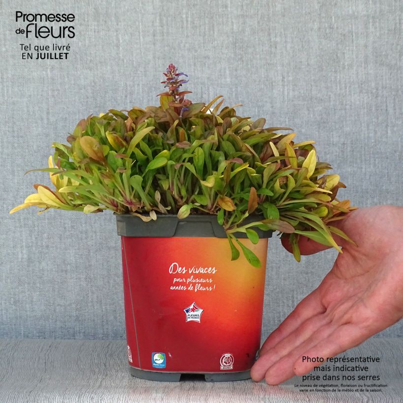 Spécimen de Ajuga Feathered Friends Fancy Finch - Bugle rampante Pot de 2L/3L tel que livré en été