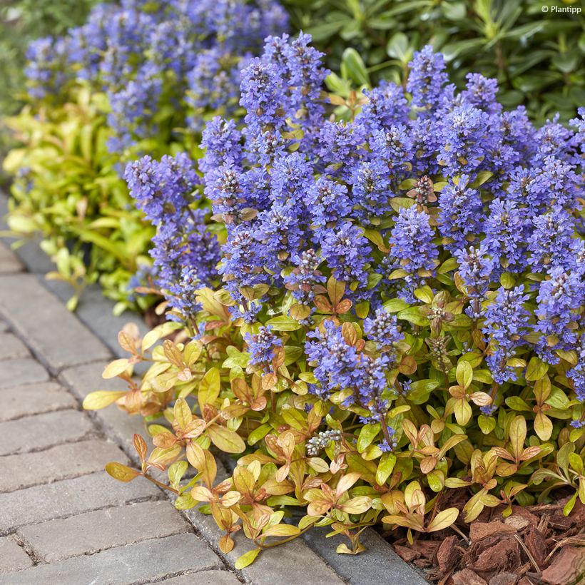 Ajuga Feathered Friends Fancy Finch - Bugle rampante (Port)