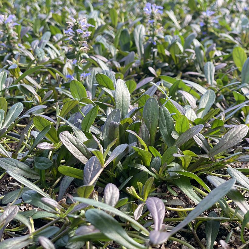 Ajuga Noble Nightingale - Bugle rampante (Port)