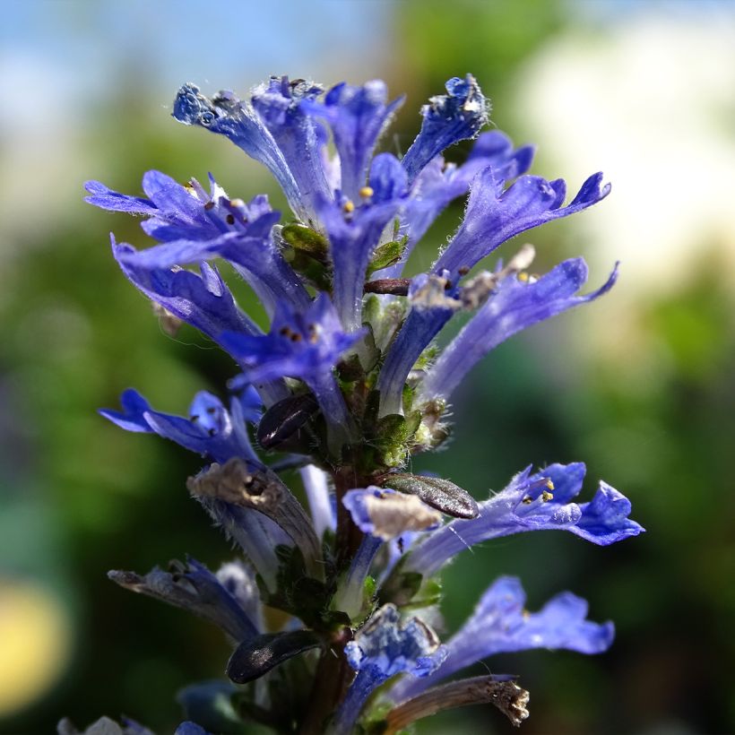 Ajuga Noble Nightingale - Bugle rampante (Floraison)