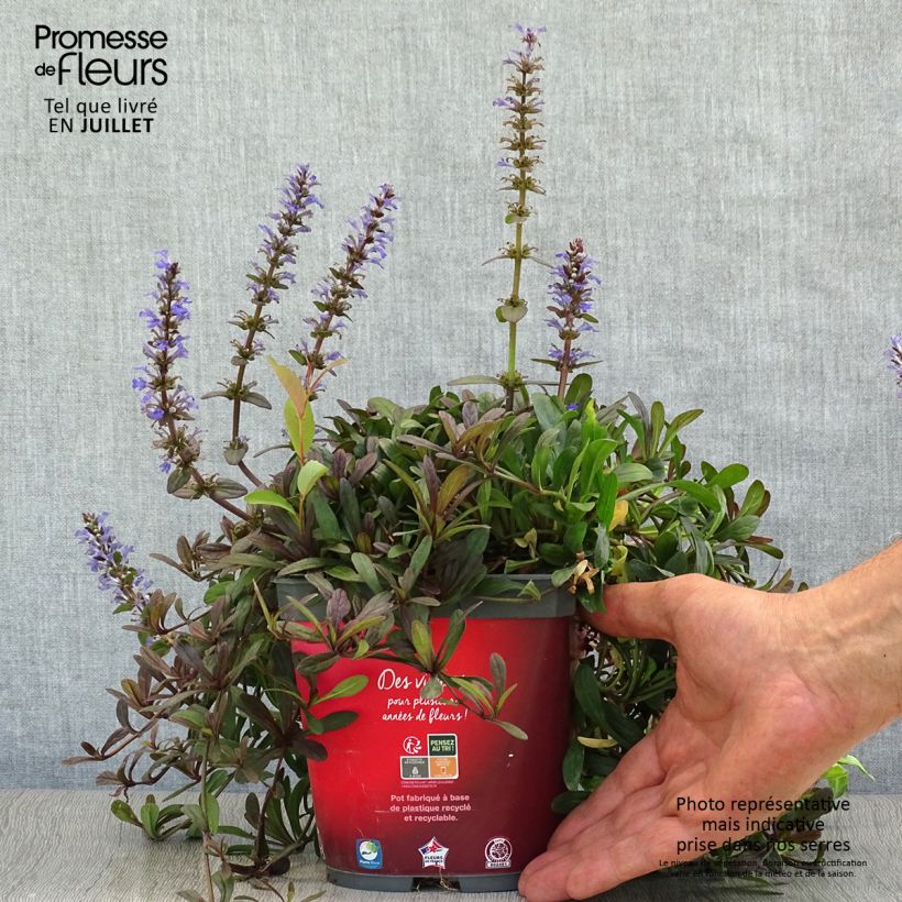 Spécimen de Ajuga Noble Nightingale - Bugle rampante Pot de 2L/3L tel que livré en été