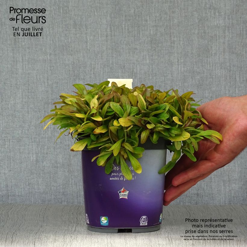 Spécimen de Ajuga Petite Parakeet - Bugle rampante Pot de 2L/3L tel que livré en été