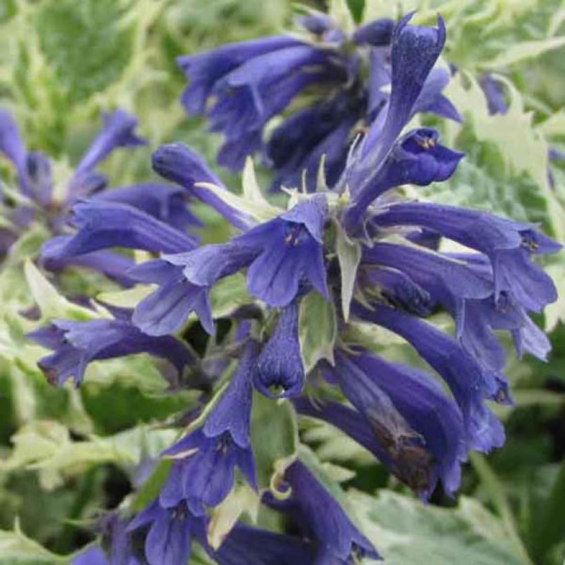 Bugle incisé - Ajuga incisa Frosted Jade (Floraison)