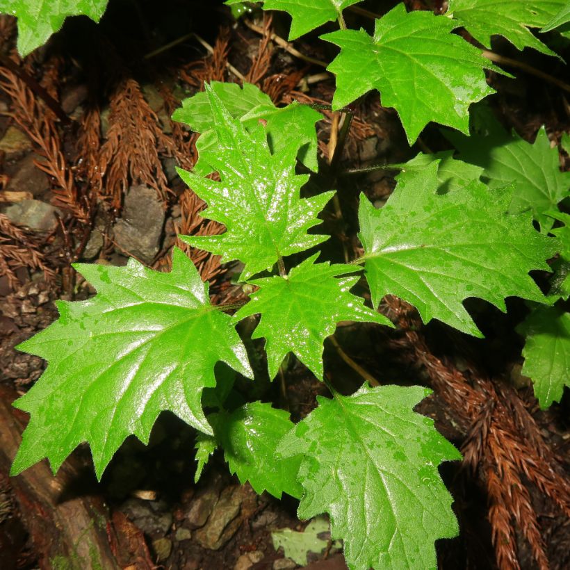 Ajuga incisa (Feuillage)