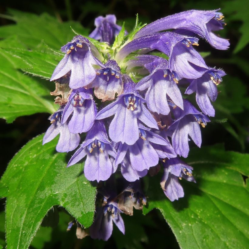 Ajuga incisa (Floraison)