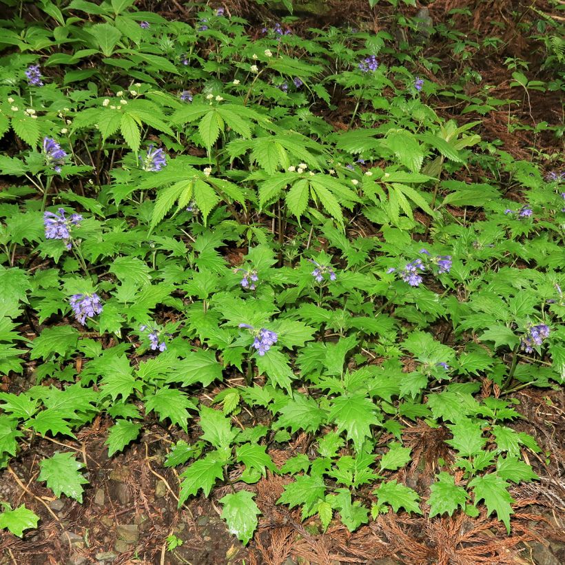 Ajuga incisa (Port)