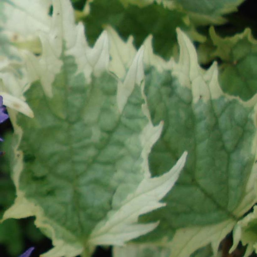 Bugle incisé - Ajuga incisa Frosted Jade (Feuillage)