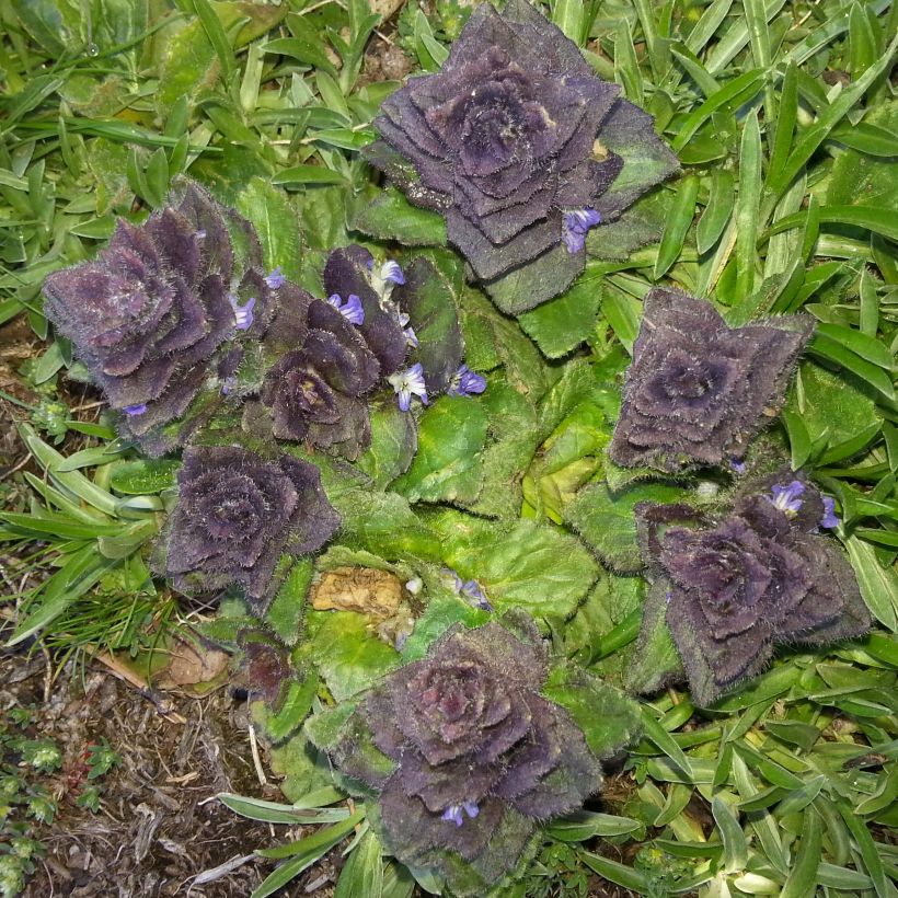 Ajuga pyramidalis (Feuillage)