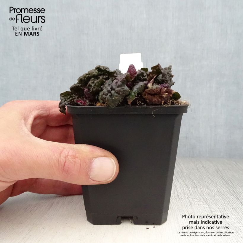 Spécimen de Ajuga pyramidalis Metallica Crispa Godet de 9cm tel que livré au printemps