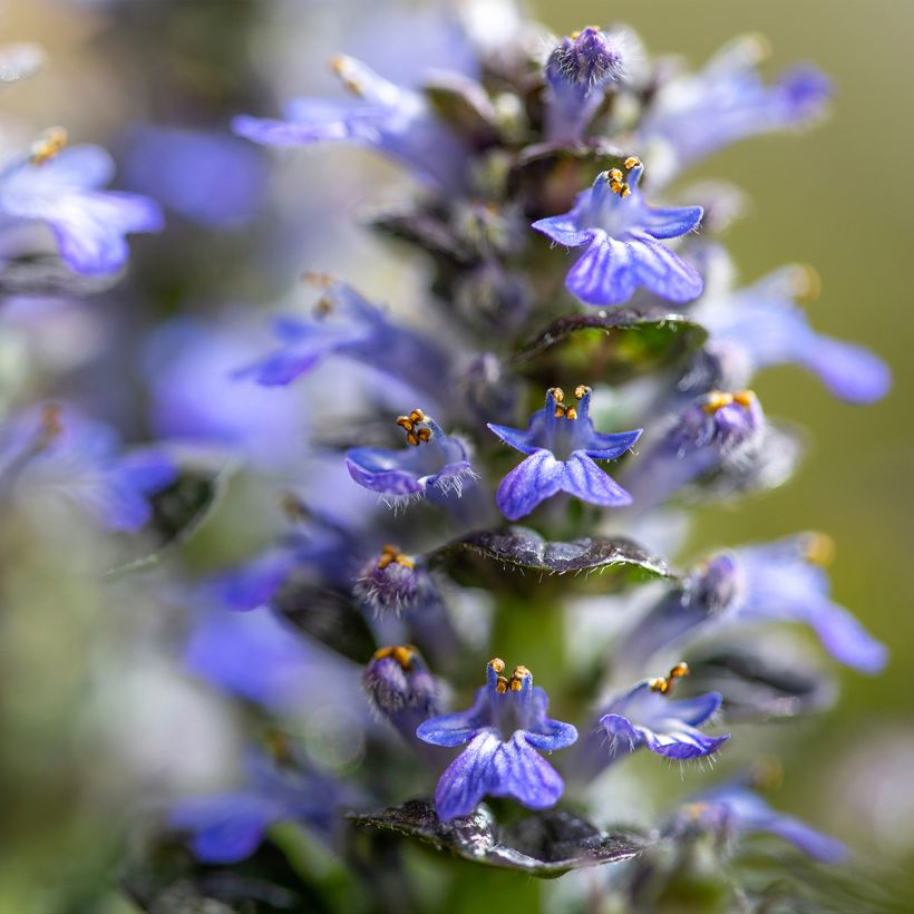 Ajuga pyramidalis Metallica Crispa (Floraison)