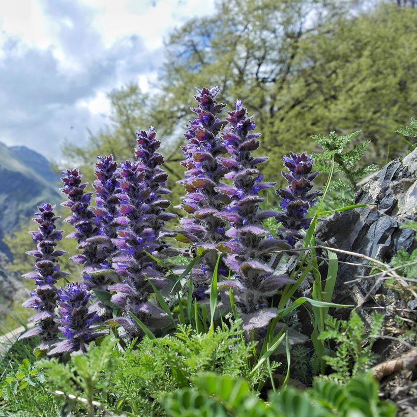 Ajuga pyramidalis (Port)