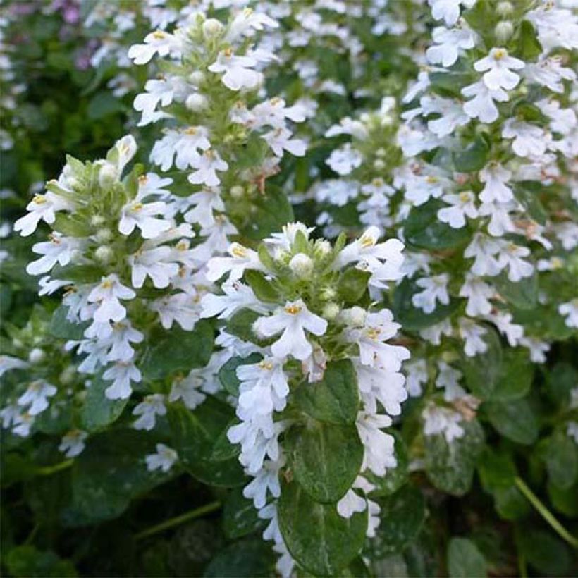 Ajuga reptans Alba - Bugle rampant (Floraison)