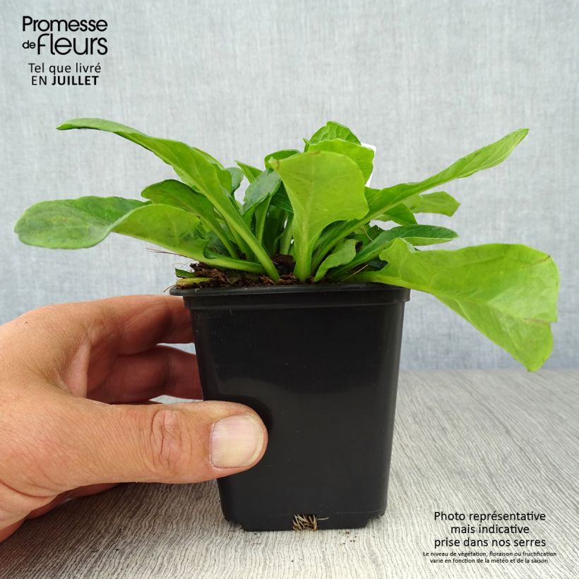 Spécimen de Ajuga reptans Alba - Bugle rampant Godet de 7/8 cm tel que livré en été