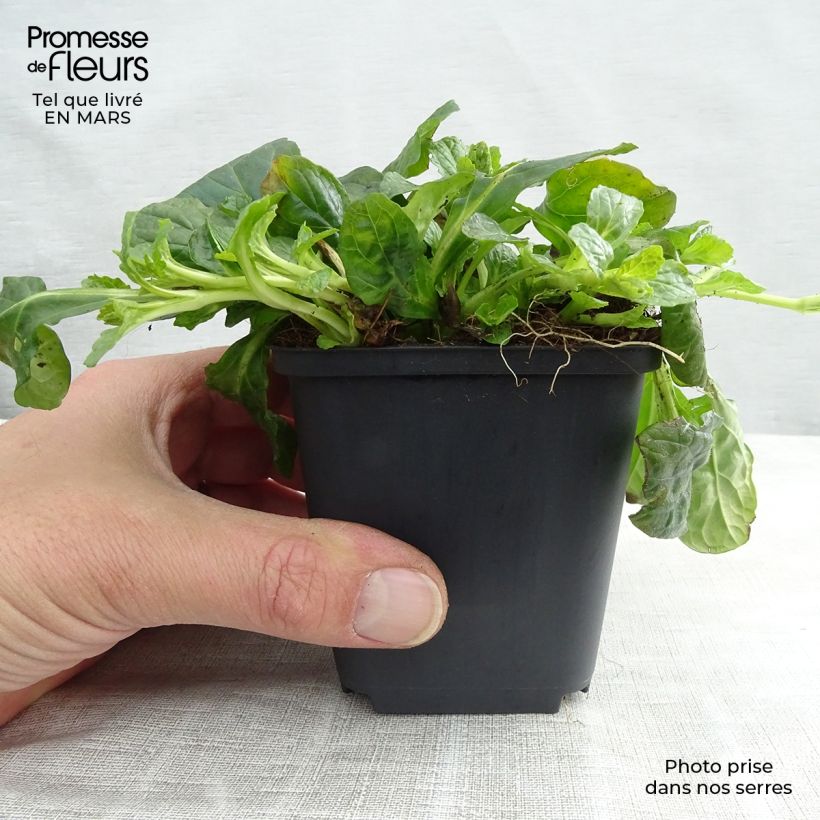 Spécimen de Ajuga reptans Alba - Bugle rampant Godet de 8 cm tel que livré au printemps