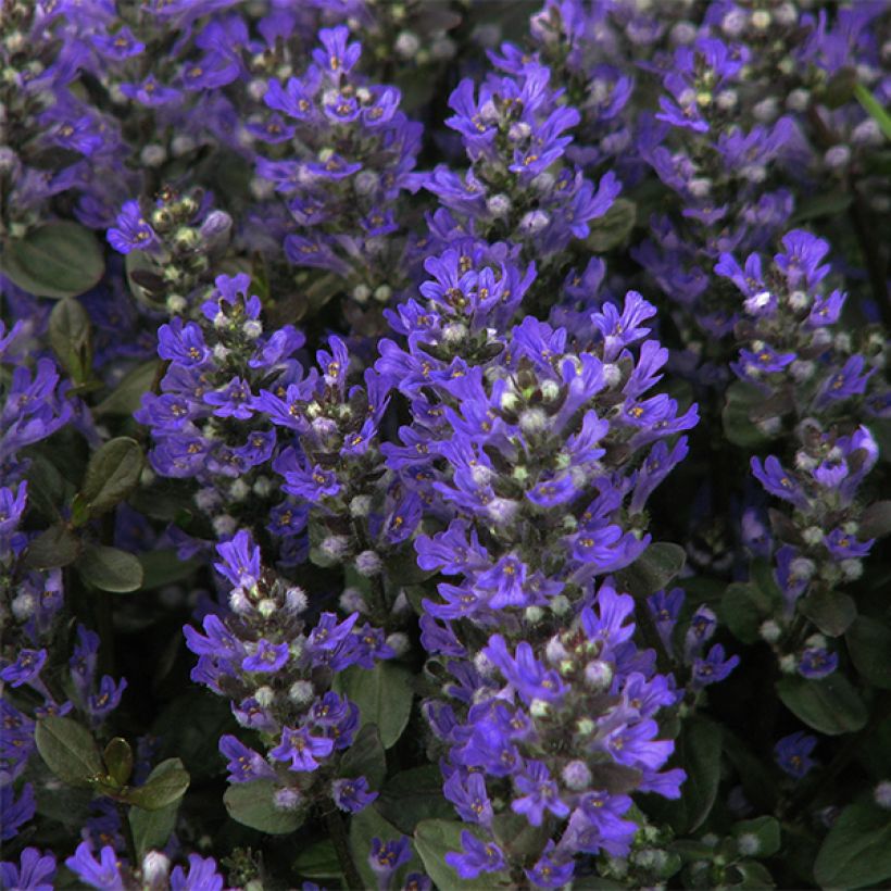 Bugle rampante, Ajuga reptans Braunherz (Floraison)