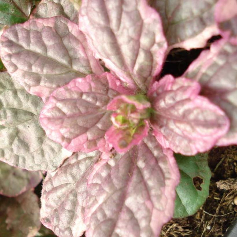 Bugle rampante - Ajuga reptans Burgundy Glow (Feuillage)