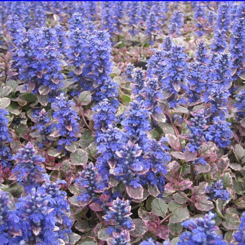 Bugle rampante - Ajuga reptans Burgundy Glow (Port)