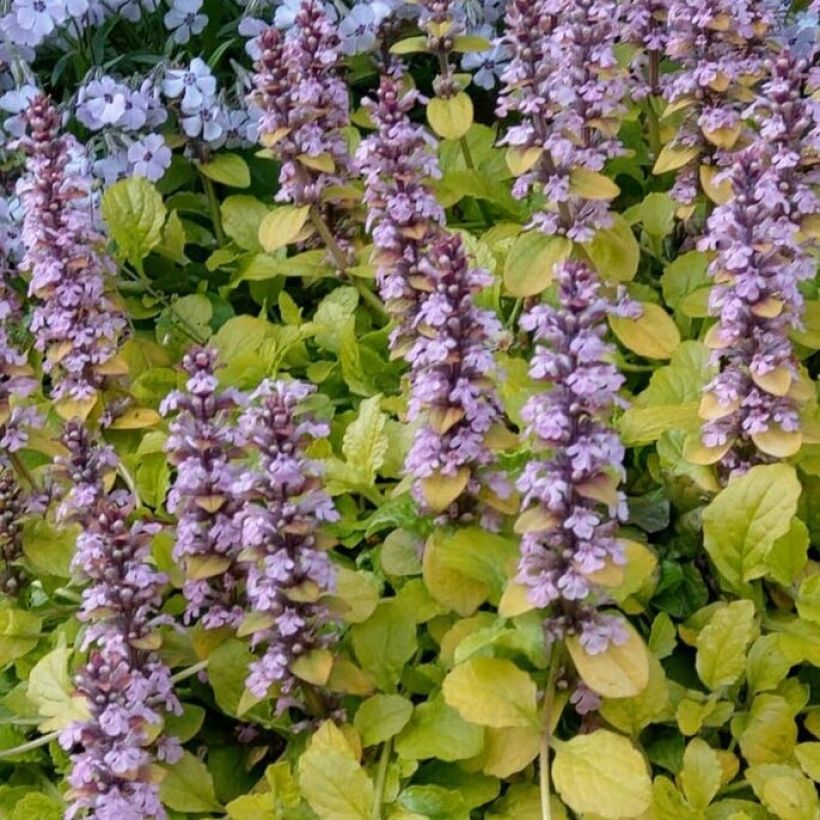 Bugle rampante - Ajuga reptans Gold Chang (Feuillage)