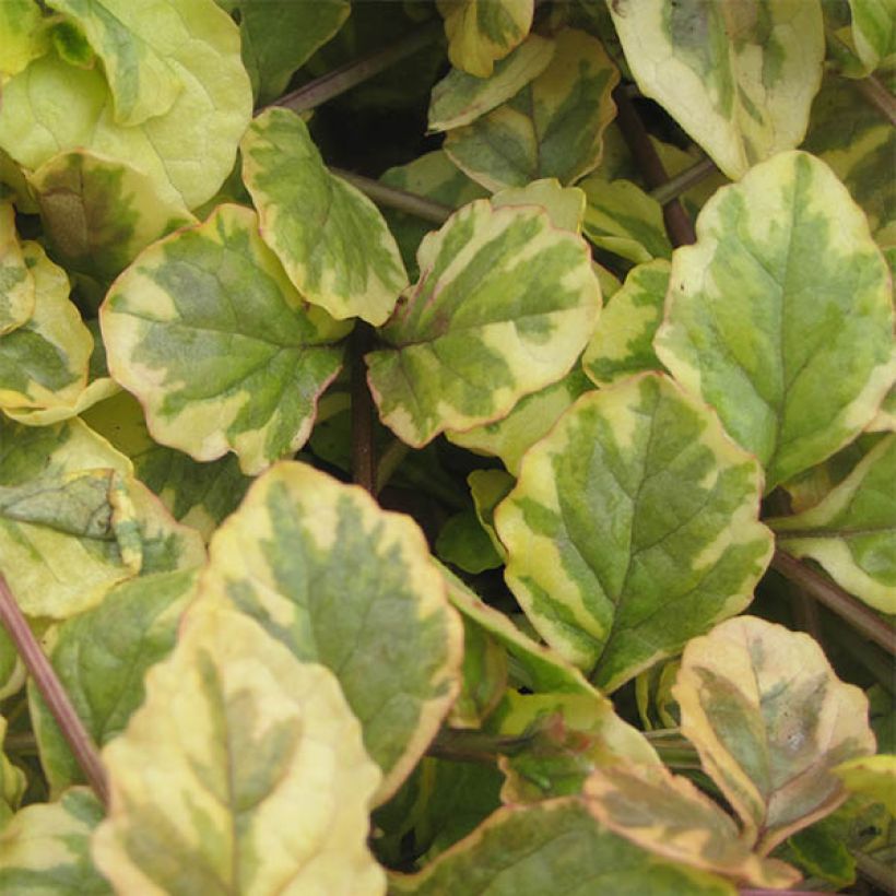 Bugle rampante - Ajuga reptans Golden Glow (Feuillage)