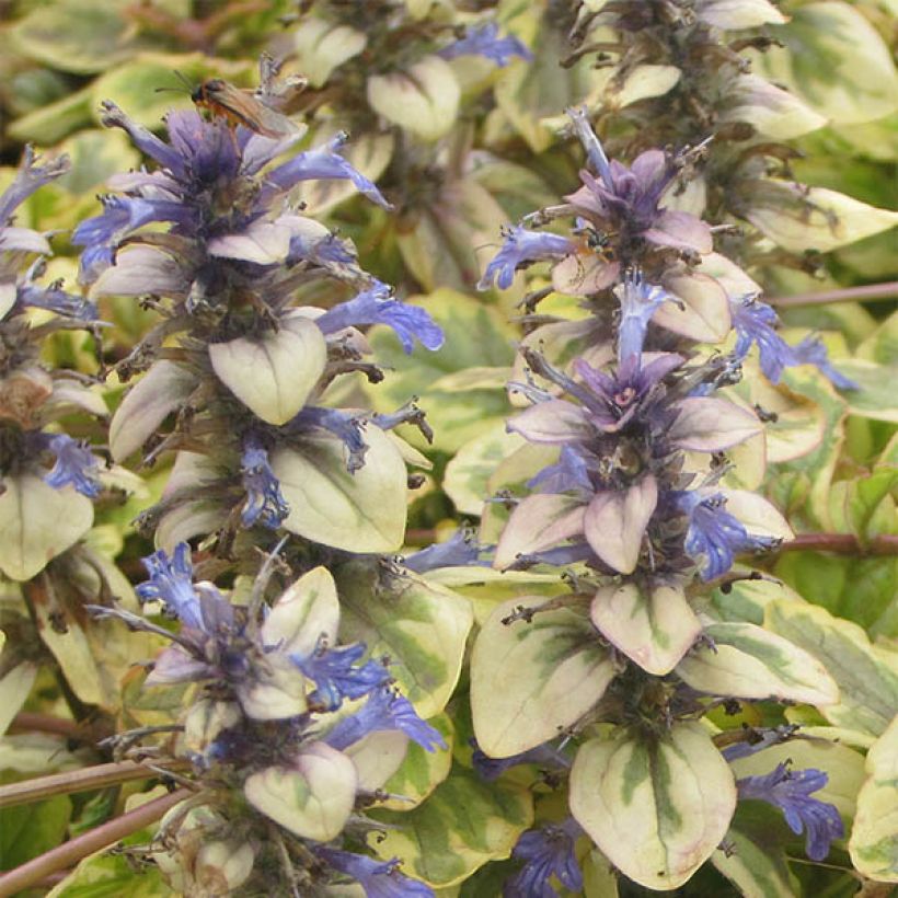 Bugle rampante - Ajuga reptans Golden Glow (Floraison)